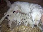 Adopt Moxie a Labrador Retriever