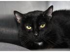 Adopt Imani (Spayed & Combo Tested) (Declawed) (Photos 11/12/2023) a Domestic