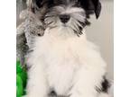 Schnauzer (Miniature) Puppy for sale in The Rock, GA, USA