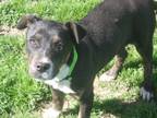 Adopt Rosie a Labrador Retriever