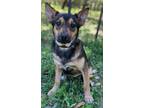 Adopt Birdie a German Shepherd Dog, Husky