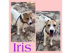 Adopt Iris a Labrador Retriever