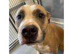 Adopt Lyra a Pit Bull Terrier