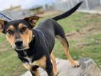Adopt Barryz: RIDGE DOG IN TRAINING a German Shepherd Dog