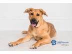 Adopt Valerie May a German Shepherd Dog