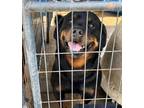 Adopt RAZOR a Rottweiler