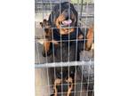 Adopt PANDORA a Rottweiler