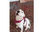 Adopt Lacey a Pit Bull Terrier