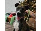 Adopt Maia JH a Plott Hound, Boxer