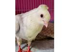 Adopt Paige a Pigeon