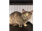 Adopt Sally a Tortoiseshell