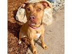 Adopt LOLLIPOP a Pit Bull Terrier