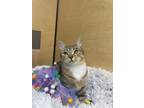 Adopt River a Domestic Short Hair, Abyssinian