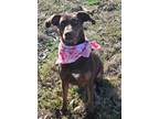 Adopt Coco2 a Hound, Labrador Retriever