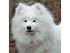 Samoyed Puppy for sale in Lyons, MI, USA