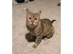 Adopt Peaches a American Shorthair