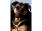 Adopt enzo a Boerboel, Rottweiler