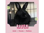 Adopt Raven a American