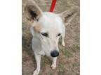 Adopt Nori local April 26th, 27th &28th a Border Collie, Labrador Retriever