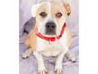 Adopt FIONA a Pit Bull Terrier