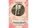 Adopt Bonnie a Yellow Labrador Retriever
