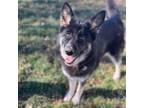 Adopt Dani a German Shepherd Dog, Husky