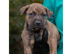 Adopt Crush a Pit Bull Terrier, Mixed Breed