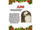 Adopt Juni a American Staffordshire Terrier
