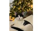 Adopt Beatrice a Domestic Short Hair