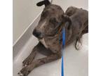 Adopt Dolly 8/11/23 a Greyhound