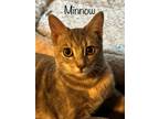 Adopt Minnow a Domestic Short Hair