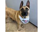 Adopt Rugar a German Shepherd Dog