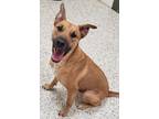 Adopt Cavander a Mountain Cur