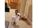 Adopt Theo aka Toast a Bunny Rabbit