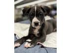Adopt Quinton a Mixed Breed (Medium) / Mixed dog in Atlanta, GA (37379491)