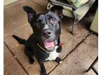 Adopt LIONEL a Labrador Retriever, Pit Bull Terrier