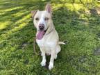 Adopt NEAL a Siberian Husky, Labrador Retriever