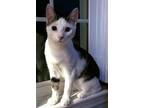 Adopt Lyle a Tiger Striped Domestic Shorthair (short coat) cat in Lebanon
