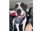 Adopt Rafael a White - with Brown or Chocolate Mixed Breed (Medium) / Mixed dog