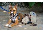 Adopt Solana a White - with Tan, Yellow or Fawn German Shepherd Dog / Mixed