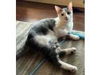 Adopt Kyle a Gray or Blue (Mostly) Domestic Shorthair (short coat) cat in