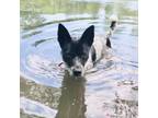 Adopt Oakley a Black Mixed Breed (Medium) / Mixed dog in Walker, MI (37509622)