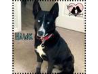 Adopt Hawk a Black - with White Shepherd (Unknown Type) / Mixed dog in Gilbert