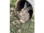Adopt Maggie a American rabbit in Holiday, FL (37624723)