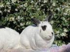 Adopt Wynonna (& Wyatt) a White English Spot / Mixed rabbit in Holiday