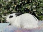 Adopt Wyatt (& Wynnona) a White English Spot / Mixed rabbit in Holiday
