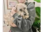 Adopt GEPETTO THE SWEET a White - with Tan, Yellow or Fawn Wheaten Terrier /