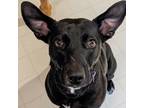 Adopt Josie a Black Mixed Breed (Medium) / Mixed dog in Milton, ON (37603955)
