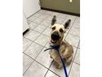 Adopt Poppy a Tan/Yellow/Fawn Shepherd (Unknown Type) / Mixed dog in Moses Lake