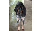 Adopt Koone a Black - with Gray or Silver Bluetick Coonhound / Mixed dog in